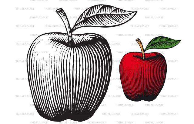 Apple - vintage engraved illustration in hand drawn style SVG TribaliumArtSF 