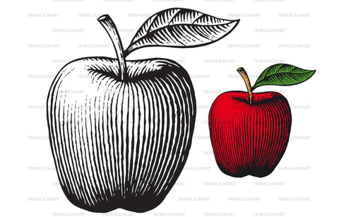 Apple - vintage engraved illustration in hand drawn style SVG TribaliumArtSF 