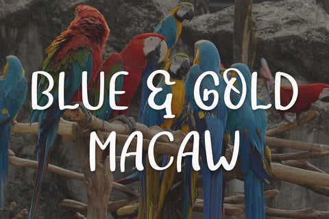 Aragel Font twinletter 