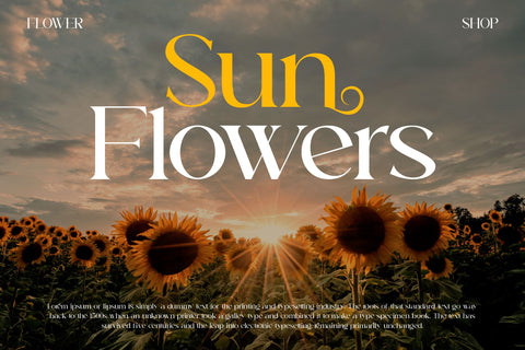 Aurora Typeface Font Storytype Studio 