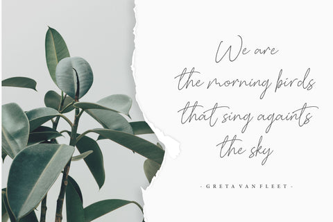 Baldive Signature Monoline Font Font Balpirick 