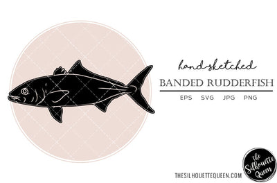 Banded Rudderfish Hand sketched, hand drawn vector clipart SVG Loveleen Kaur 