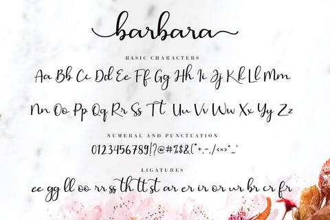 Barbara Calligraphy Font AEN Creative Store 