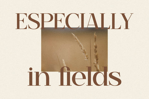 Begilas Typeface Font Storytype Studio 