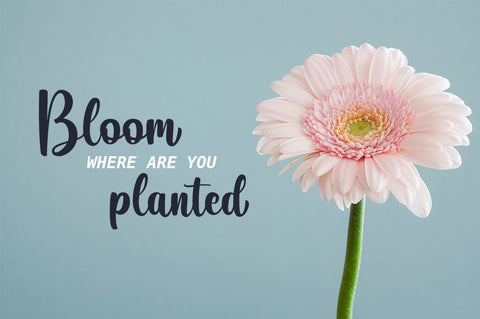 Belladia Script Font Font Suby Studio 