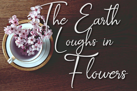 Beyllan Calligraphy Brush Font Balevgraph Studio 