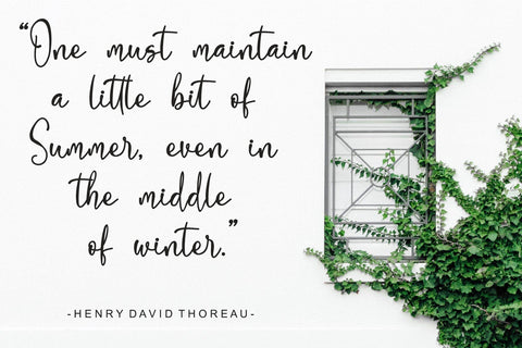 Biolina Larasita Font Afandi Studio 