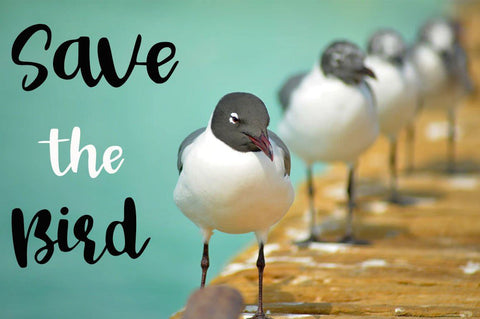 Bird Day Font Supersemar Letter 