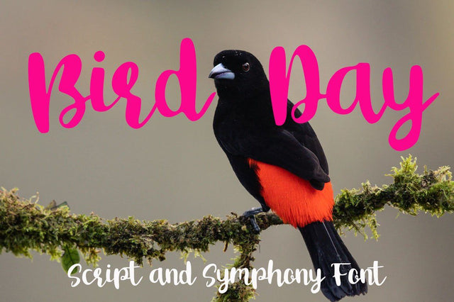 Bird Day Font Supersemar Letter 