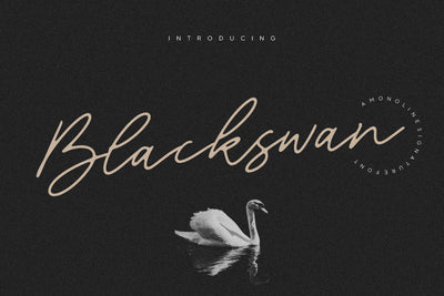 Blackswan Monoline Signature Font Font Letterative 