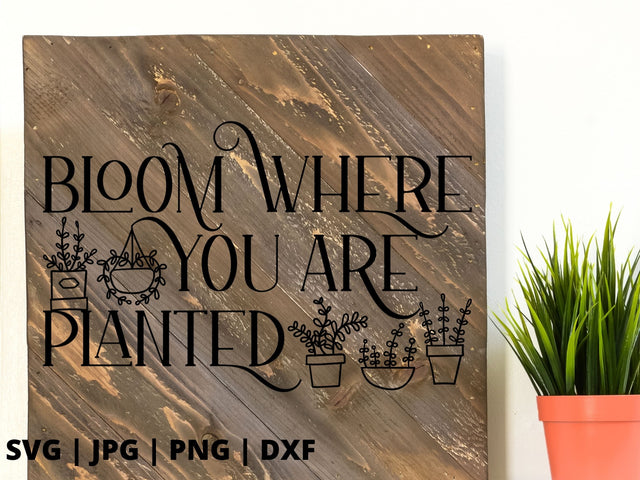 Bloom where you are planted 3 SVG Good Morning Chaos 