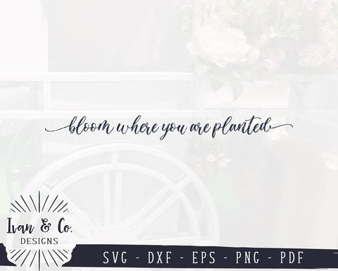 Bloom Where You Are Planted SVG Files | Gardening | Farmhouse Decor SVG (916726974) SVG Ivan & Co. Designs 