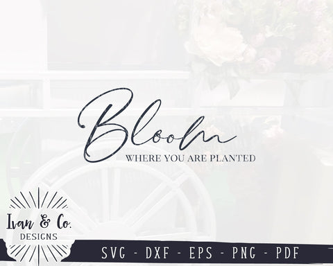 Bloom Where You Are Planted SVG Files | Gardening | Farmhouse Decor SVG (930635319) SVG Ivan & Co. Designs 