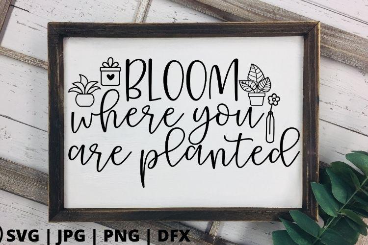 Bloom where you are planted - So Fontsy