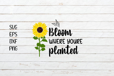 Bloom where you are planted svg, Sunflower Saying svg SVG SmmrDesign 