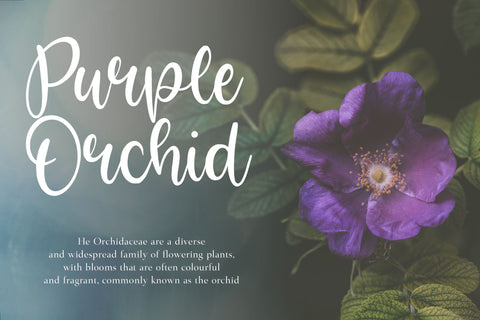 Bright Violet Monoline Handwritten Font Font Letterative 