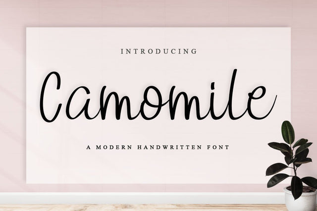 Camomile Font Anastasia 