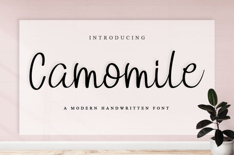 Camomile Font Anastasia 