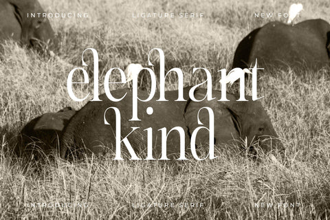 Cathiren Typeface Font Storytype Studio 