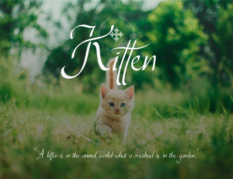 Cigarettes Modern Script Font inferno.studio3 