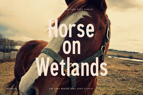 Cleudia Typeface Font Storytype Studio 