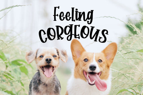 Corgi Puppy - Handwritten Font Font Dm Letter Studio 
