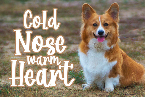 Corgi Puppy - Handwritten Font Font Dm Letter Studio 