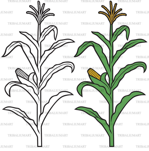 Corn stalk SVG TribaliumArtSF 