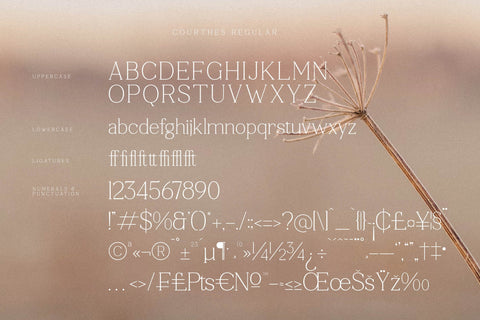 Courthes Typeface Font Storytype Studio 