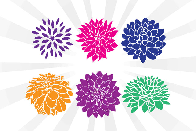 Dahlia Flowers Collection Vector SVG Johan Ru designs 