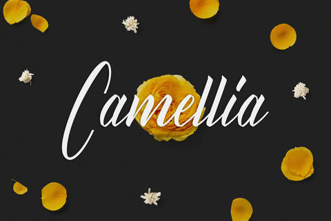 Dalechampia | Modern Luxury Script Font Font Katario Studio 