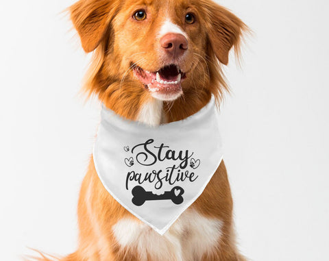 Dog Bandana SVG Bundle, 6 Designs, Funny Dog Quotes SVG, Squirrel Chaser SVG, I Am A Lover Not A Biter SVG, Can't Hold My Licker SVG SVG HappyDesignStudio 