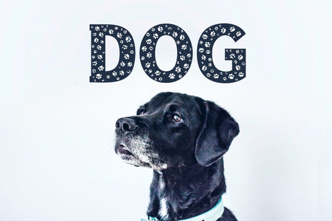 Dog Paw - Pet Font Font ampersand 