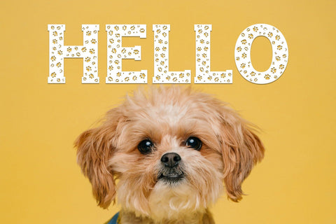 Dog Paw - Pet Font Font ampersand 