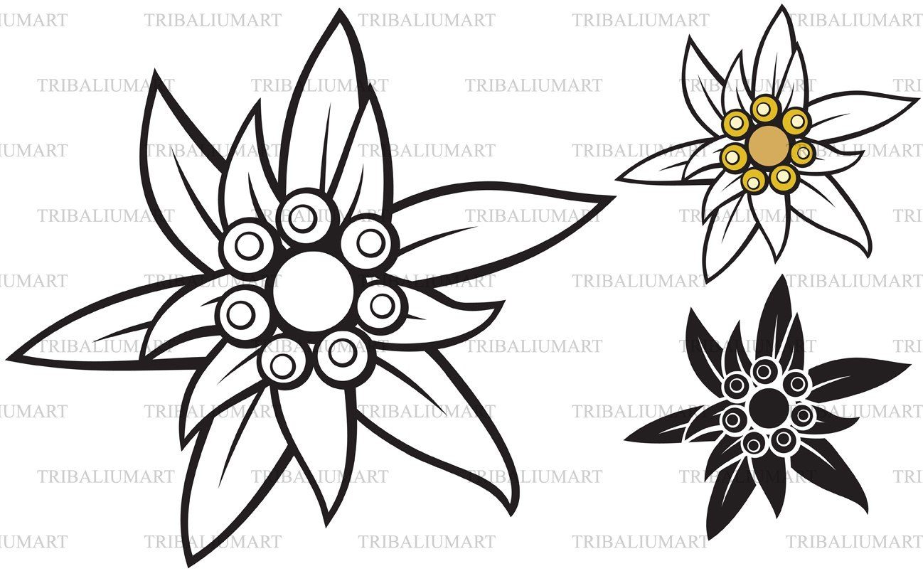 Edelweiss vector material drawn and colored in... - Stock Illustration  [88132647] - PIXTA
