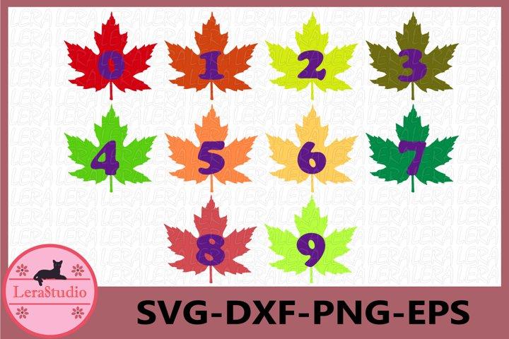 Fall Numbers SVG SVG Lerastudio 