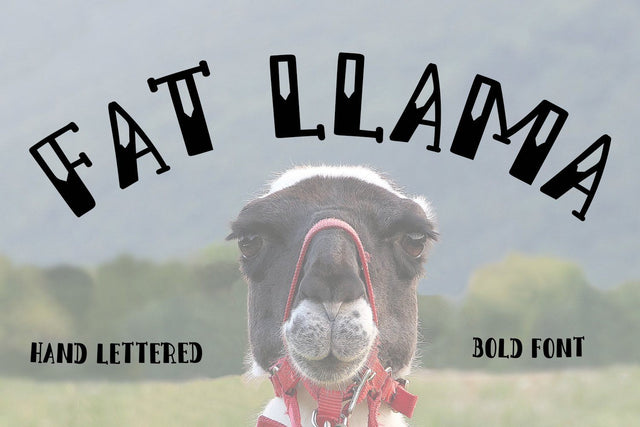 Fat LLama display font Font Illustrator Guru