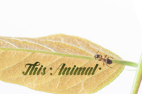 Frangkie Font PolemStudio 