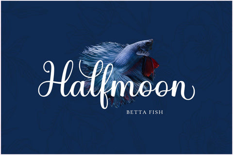 Gladista Font Attract Studio 