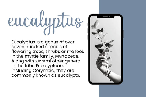 Gracility - a Handwriting Font Font nhfonts 