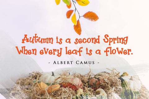 Gratefully - Slab Serif Font Font Dm Letter Studio 