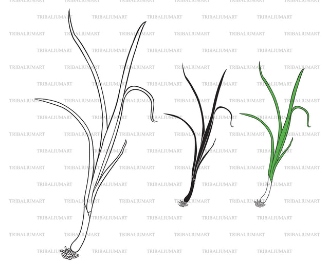 Green or spring onion (Scallions) SVG TribaliumArtSF 