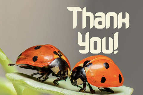 Grindleaf Font letterstockstd 