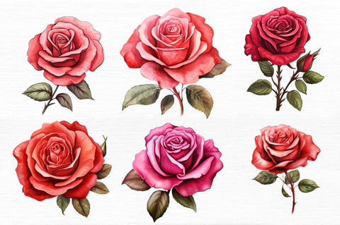 Hand Drawn Rose Flower Clipart Sublimation Regulrcrative 