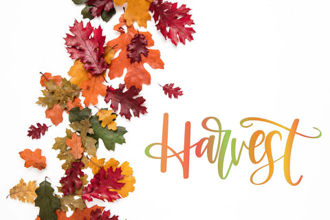 Harvest Hand Lettered SVG Cut File | Thanksgiving Design | Happy Thanksgiving SVG Maple & Olive Designs 