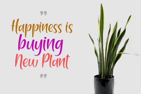 Haystay Melody Font Holydie Studio 