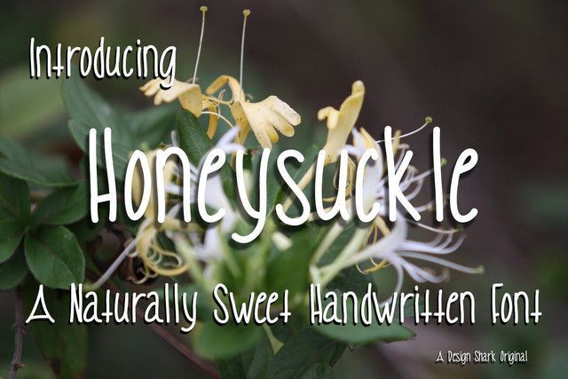 Honeysuckle Font Design Shark