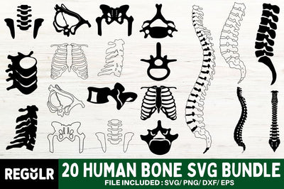 Human Bone SVG Bundle SVG Regulrcrative 