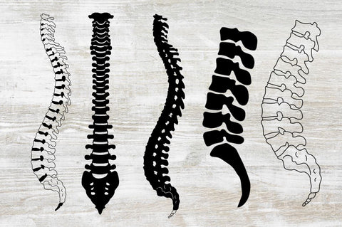 Human Bone SVG Bundle SVG Regulrcrative 
