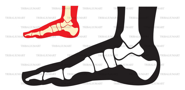 Human foot anatomy (skeleton, bones) SVG TribaliumArtSF 